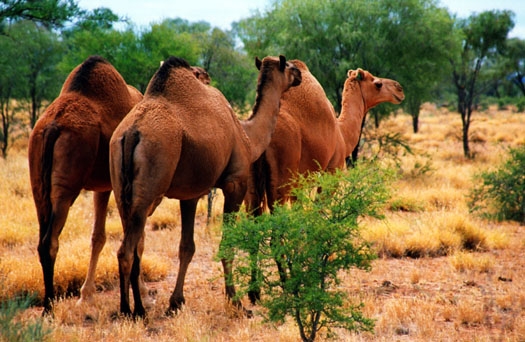 2001 Camels 01