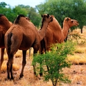 2001 Camels 01  Camels : 2001, Animals, Camels, Date, Year