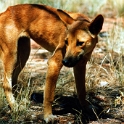 2001 Dingo 01  A dingo : 2001, Animals, Date, Dingoes, Year