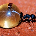 2001 HoneyAnt 01  A honey ant : 2001, Animals, Date, Honey Ants, Year