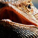 175 FacebookHeader AUS QLD Townsville 2016JUN12 001  A bearded dragon. — @ Alice Springs, Northern Territory, Australia : 2001, Animals, Bearded Dragon, Date, Year