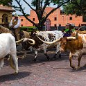 325 FacebookHeader USA TX FortWorth 2019MAY22 010  I soooo don't want to sound sexist or anything - but ..... they sure do have a fair rack on them in Fort Worth.   I got into town around 11AM and just happened across the "Fort Worth Herd" down at the Stockyards National Historic District - https://www.fortworth.com/the-herd/ — at Stockyard Cattle Drive, Fort Worth, Texas, USA : - DATE, - PLACES, - TRIPS, 10's, 2019, 2019 - Taco's & Toucan's, Americas, DFW, Day, Fort Worth, May, Month, North America, Stockyards, Texas, USA, Wednesday, Year