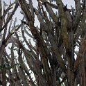 TZA MAR SerengetiNP 2016DEC24 VisitorCentre 005 : 2016, 2016 - African Adventures, Africa, Date, December, Eastern, Mara, Month, Places, Serengeti National Park, Serengeti Visitors Centre, Seronera, Tanzania, Trips, Year