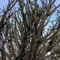 TZA MAR SerengetiNP 2016DEC24 VisitorCentre 006 : 2016, 2016 - African Adventures, Africa, Date, December, Eastern, Mara, Month, Places, Serengeti National Park, Serengeti Visitors Centre, Seronera, Tanzania, Trips, Year