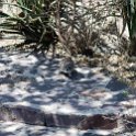 TZA MAR SerengetiNP 2016DEC24 VisitorCentre 008 : 2016, 2016 - African Adventures, Africa, Date, December, Eastern, Mara, Month, Places, Serengeti National Park, Serengeti Visitors Centre, Seronera, Tanzania, Trips, Year