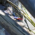 TZA MAR SerengetiNP 2016DEC24 VisitorCentre 010 : 2016, 2016 - African Adventures, Africa, Date, December, Eastern, Mara, Month, Places, Serengeti National Park, Serengeti Visitors Centre, Seronera, Tanzania, Trips, Year
