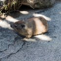 TZA MAR SerengetiNP 2016DEC24 VisitorCentre 012 : 2016, 2016 - African Adventures, Africa, Date, December, Eastern, Mara, Month, Places, Serengeti National Park, Serengeti Visitors Centre, Seronera, Tanzania, Trips, Year
