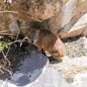 TZA MAR SerengetiNP 2016DEC24 VisitorCentre 013 : 2016, 2016 - African Adventures, Africa, Date, December, Eastern, Mara, Month, Places, Serengeti National Park, Serengeti Visitors Centre, Seronera, Tanzania, Trips, Year