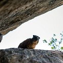 TZA MAR SerengetiNP 2016DEC24 VisitorCentre 017 : 2016, 2016 - African Adventures, Africa, Date, December, Eastern, Mara, Month, Places, Serengeti National Park, Serengeti Visitors Centre, Seronera, Tanzania, Trips, Year