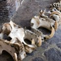 TZA MAR SerengetiNP 2016DEC24 VisitorCentre 018 : 2016, 2016 - African Adventures, Africa, Date, December, Eastern, Mara, Month, Places, Serengeti National Park, Serengeti Visitors Centre, Seronera, Tanzania, Trips, Year