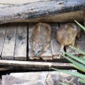 TZA MAR SerengetiNP 2016DEC24 VisitorCentre 021 : 2016, 2016 - African Adventures, Africa, Date, December, Eastern, Mara, Month, Places, Serengeti National Park, Serengeti Visitors Centre, Seronera, Tanzania, Trips, Year