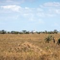 TZA MAR SerengetiNP 2016DEC24 VisitorCentre 022 : 2016, 2016 - African Adventures, Africa, Date, December, Eastern, Mara, Month, Places, Serengeti National Park, Serengeti Visitors Centre, Seronera, Tanzania, Trips, Year