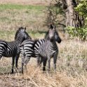 TZA MOR Mikumi 2016DEC16 RoadA7 015 : 2016, 2016 - African Adventures, Africa, Date, December, Eastern, Mikumi, Month, Morogoro, Places, Road A7, Tanzania, Trips, Year