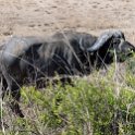 TZA MOR Mikumi 2016DEC16 RoadA7 021 : 2016, 2016 - African Adventures, Africa, Date, December, Eastern, Mikumi, Month, Morogoro, Places, Road A7, Tanzania, Trips, Year
