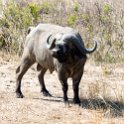 TZA MOR Mikumi 2016DEC16 RoadA7 022 : 2016, 2016 - African Adventures, Africa, Date, December, Eastern, Mikumi, Month, Morogoro, Places, Road A7, Tanzania, Trips, Year