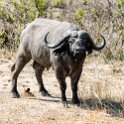 TZA MOR Mikumi 2016DEC16 RoadA7 023 : 2016, 2016 - African Adventures, Africa, Date, December, Eastern, Mikumi, Month, Morogoro, Places, Road A7, Tanzania, Trips, Year