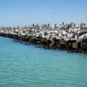 ZAF WC CapeTown 2016NOV15 RobbenIsland 005 : 2016, Africa, Date, Month, November, Places, Robben Island, South Africa, Southern, Western Cape, Year