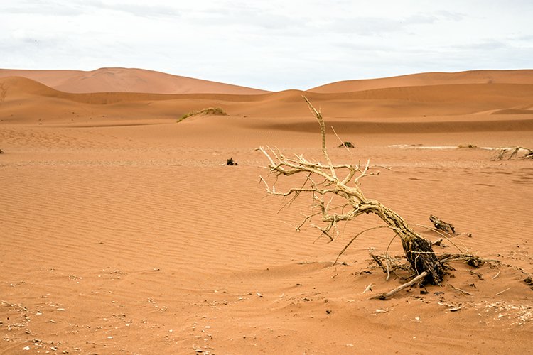 NAM HAR Sossusvlei 2016NOV21 DeadVlei 005