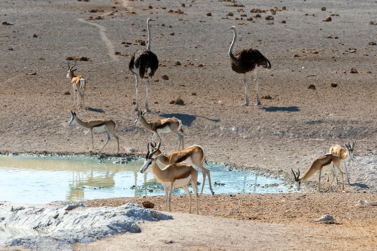 NAM OSHI Etosha 2016NOV26 011