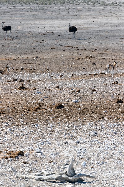 NAM OSHI Etosha 2016NOV26 019