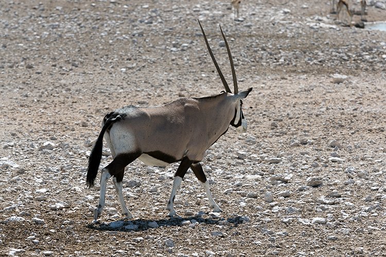 NAM OSHI Etosha 2016NOV26 030