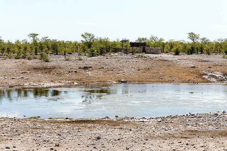 NAM OSHI Etosha 2016NOV26 038