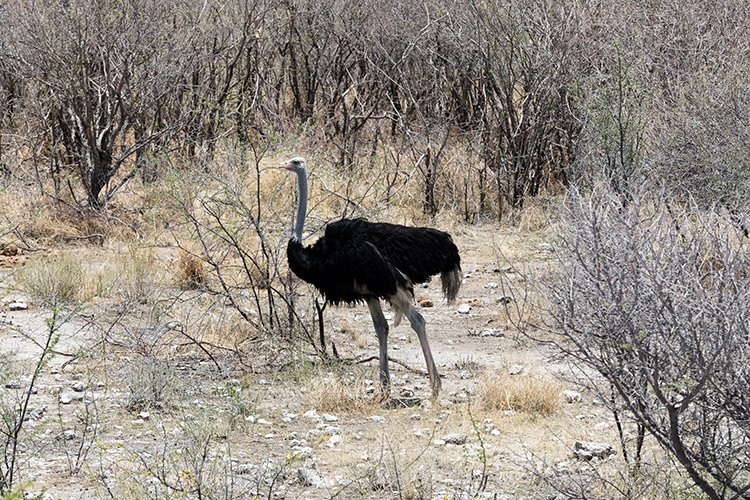 NAM OSHI Etosha 2016NOV26 076