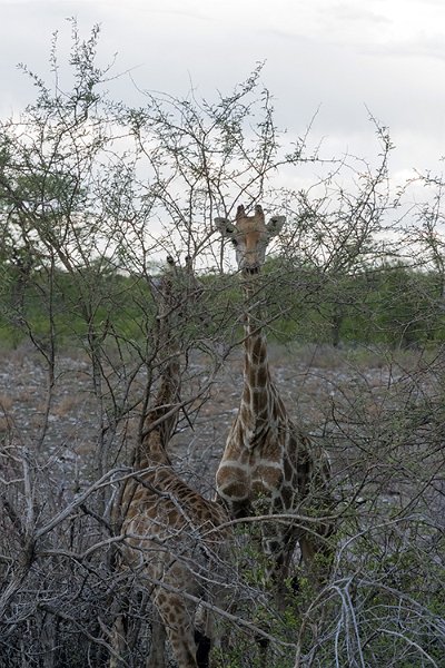 NAM OSHI Etosha 2016NOV26 080