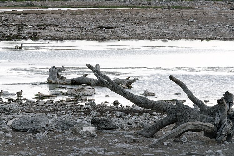 NAM OSHI Etosha 2016NOV26 084