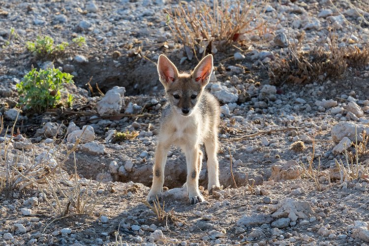 NAM OSHI Etosha 2016NOV27 014