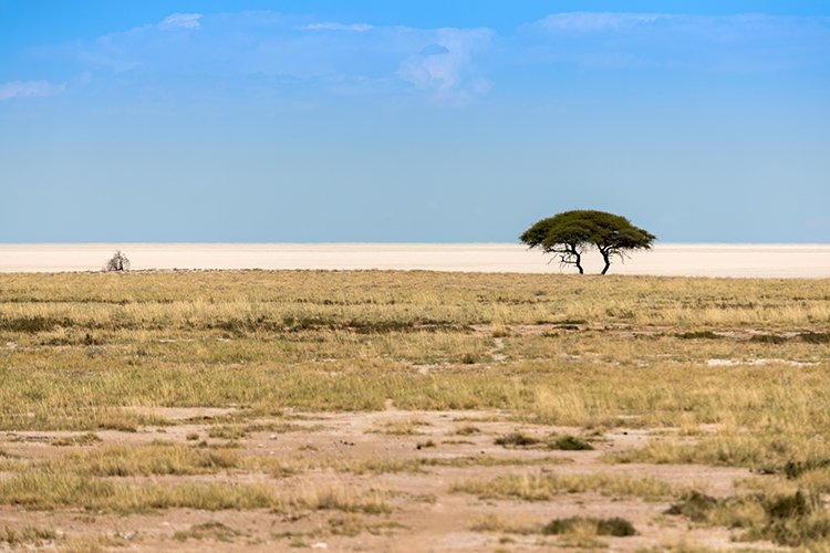 NAM OSHI Etosha 2016NOV27 067