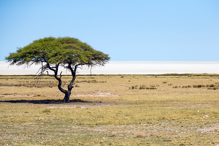 NAM OSHI Etosha 2016NOV27 071