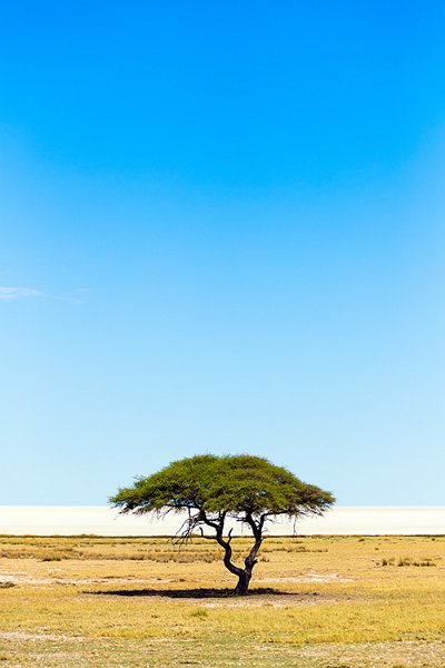 NAM OSHI Etosha 2016NOV27 073