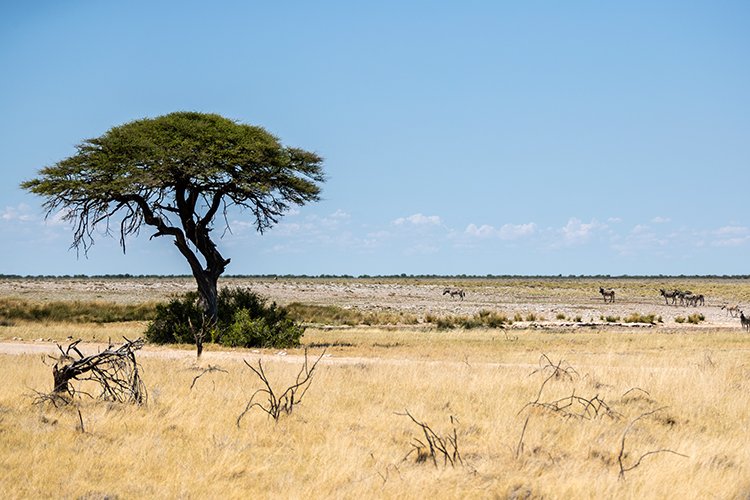 NAM OSHI Etosha 2016NOV27 080