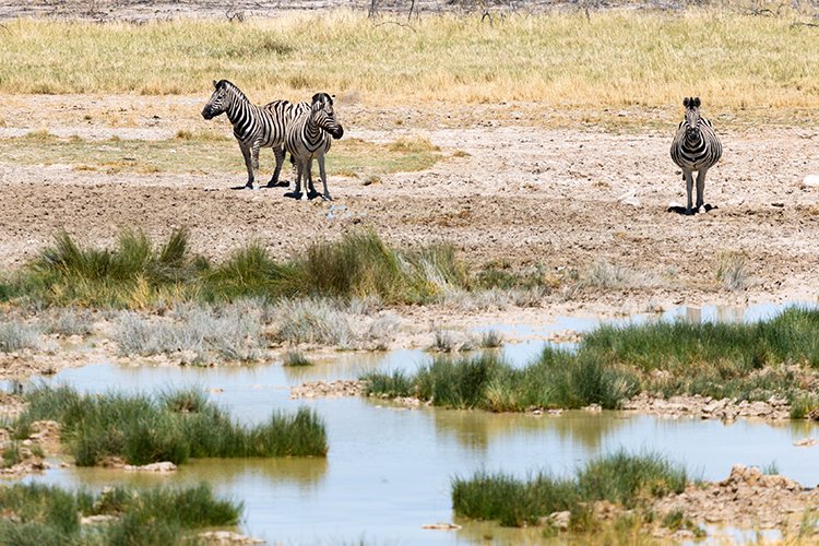 NAM OSHI Etosha 2016NOV27 081