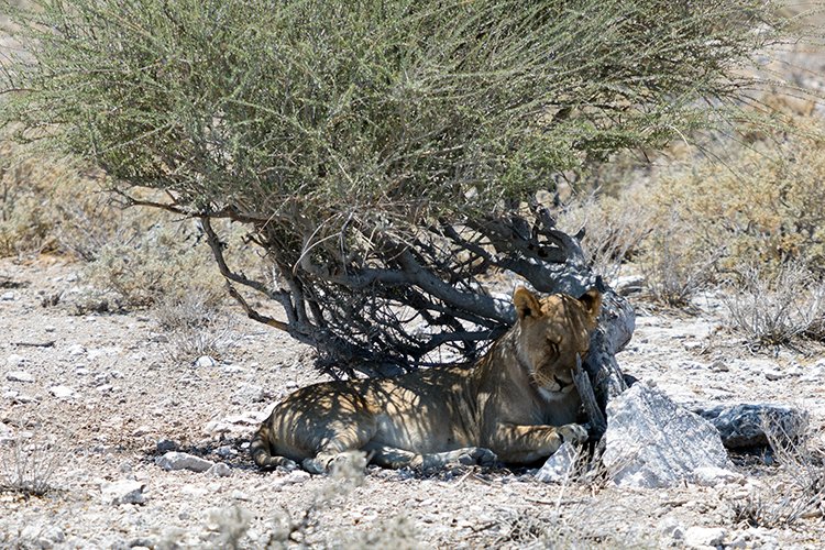 NAM OSHI Etosha 2016NOV27 085