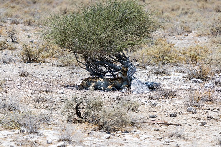 NAM OSHI Etosha 2016NOV27 088