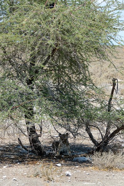 NAM OSHI Etosha 2016NOV27 090