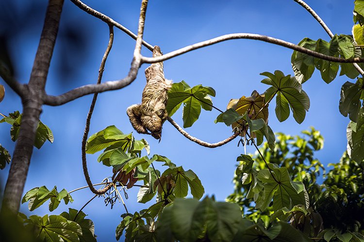 CRI PUN ManuelAntonio 2019MAY16 PNMA 015