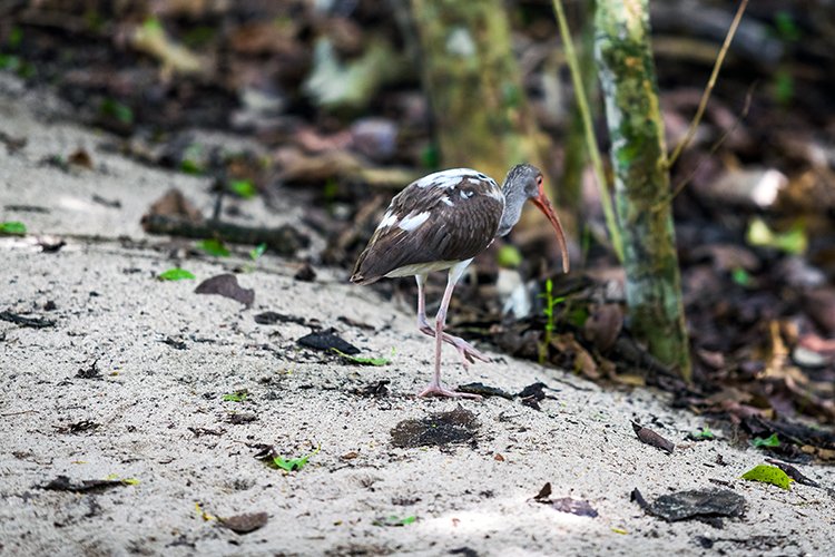 CRI PUN ManuelAntonio 2019MAY16 PNMA 036