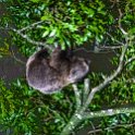 CRI PUN Monteverde 2019MAY13 Kinkajou 011  Highlight for me was the juvenile two toed sloth who seemed to put on a show for us. : - DATE, - PLACES, - TRIPS, 10's, 2019, 2019 - Taco's & Toucan's, Americas, Central America, Costa Rica, Day, Kinkajou Night Walk, May, Monday, Monteverde, Month, Puntarenas, Year