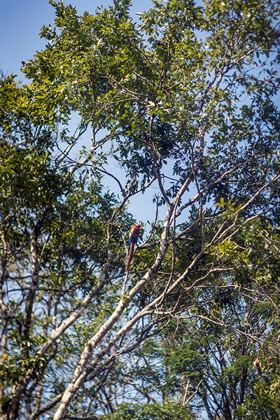 HND COP LasRuinasDeCopan 2019MAY06 Macaws 001