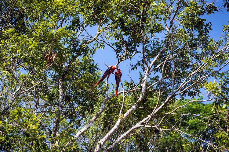 HND COP LasRuinasDeCopan 2019MAY06 Macaws 002