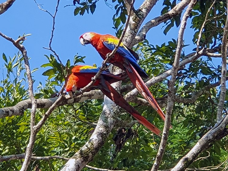 HND COP LasRuinasDeCopan 2019MAY06 Macaws 003