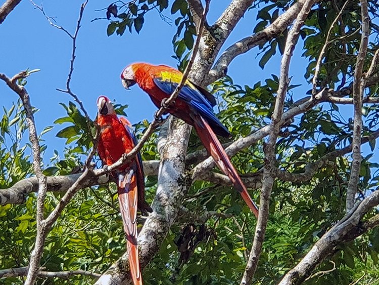 HND COP LasRuinasDeCopan 2019MAY06 Macaws 004