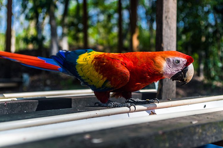 HND COP LasRuinasDeCopan 2019MAY06 Macaws 005