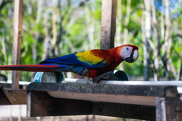 HND COP LasRuinasDeCopan 2019MAY06 Macaws 007
