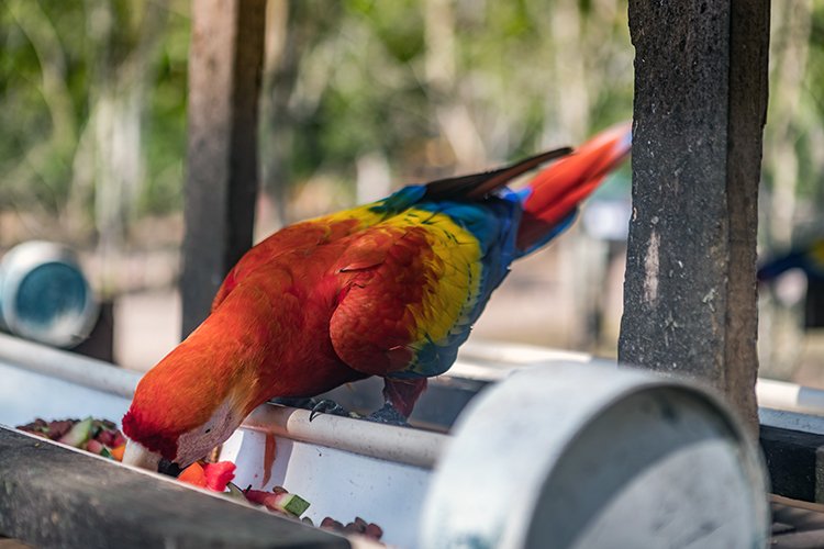 HND COP LasRuinasDeCopan 2019MAY06 Macaws 008