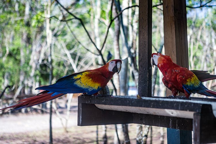 HND COP LasRuinasDeCopan 2019MAY06 Macaws 009