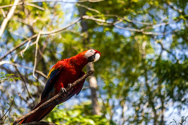 HND COP LasRuinasDeCopan 2019MAY06 Macaws 010